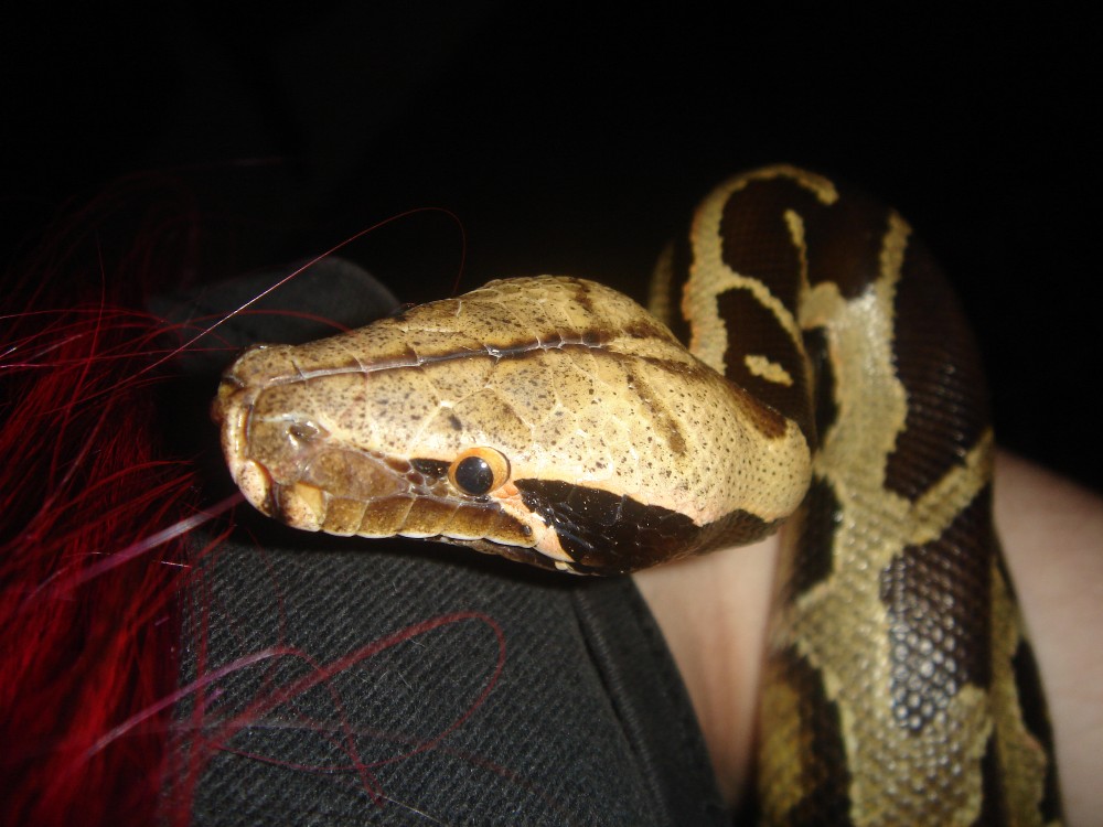 Borneo face