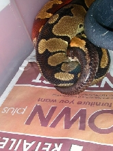 Copulation pic 2
