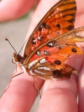 Torn wing butterfly