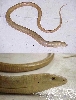 Glass lizard