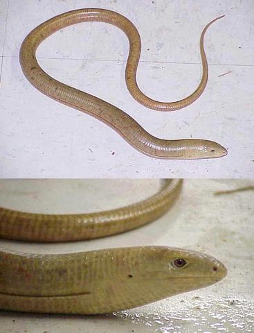 Glass lizard