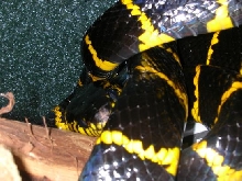 Mangrove snake