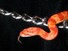 Rodney