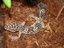 Adopted gecko 2