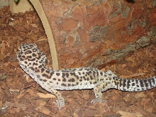 adopted gecko
