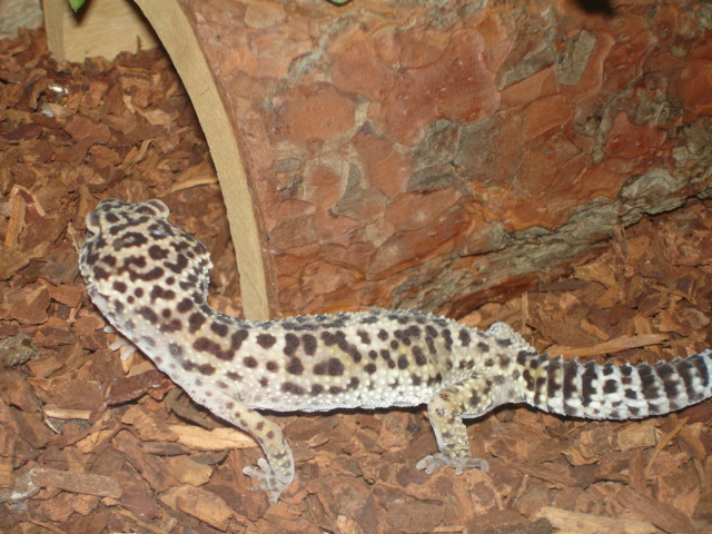 adopted gecko