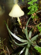Mushroom in my vivarium