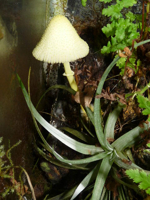 Mushroom in my vivarium