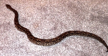 Dumerils Boa juvenile