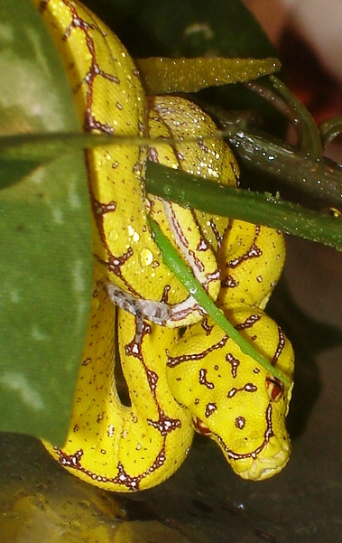 My GTP