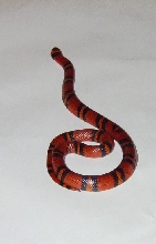 hondoran milksnake