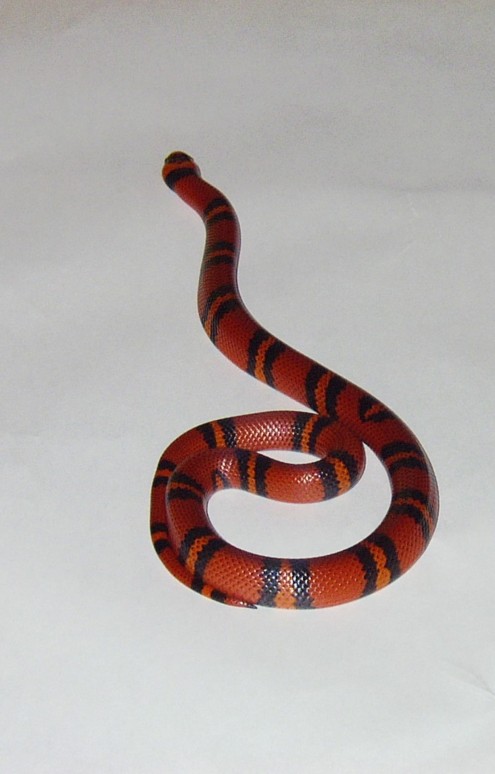 hondoran milksnake