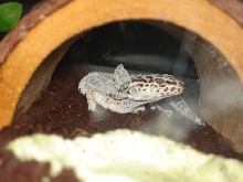 adoptee shedding