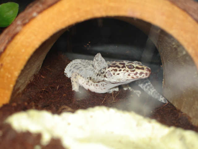 adoptee shedding