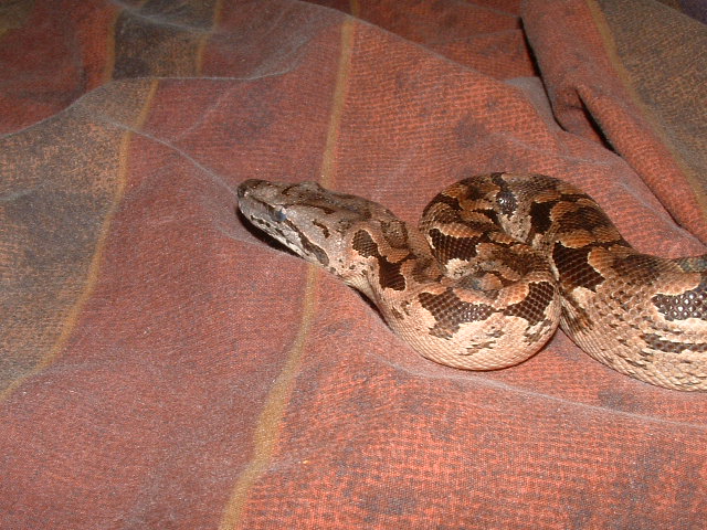 Dumerils head