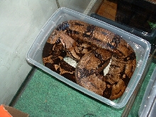 Rosie in her Tank