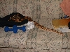 male full