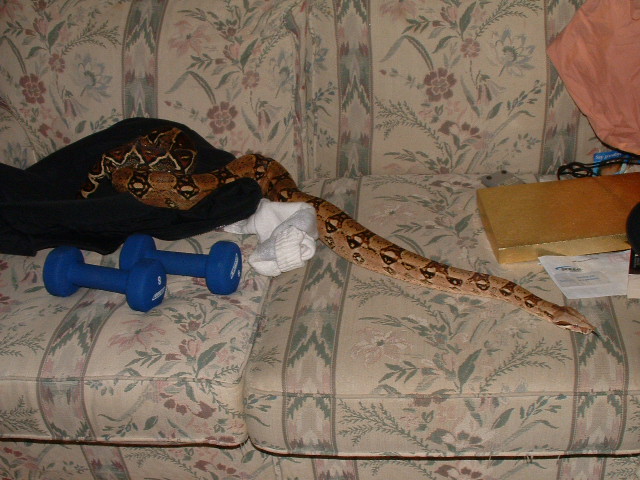 male full