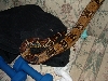 male tail