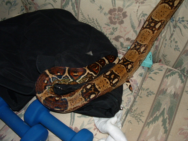 male tail
