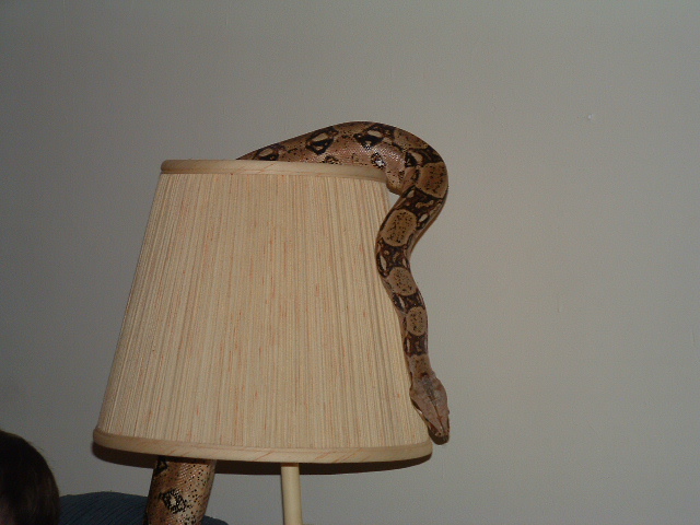 snake lamp