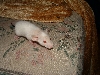 Gordy!!!  4 days post wean