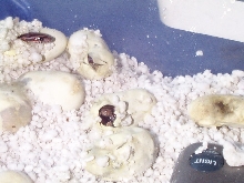 My First Hatchlings