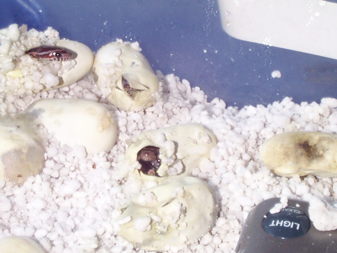 My First Hatchlings