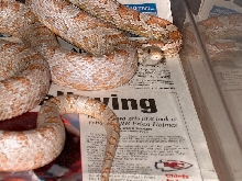 Ghost Male