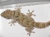 Unknown Gecko