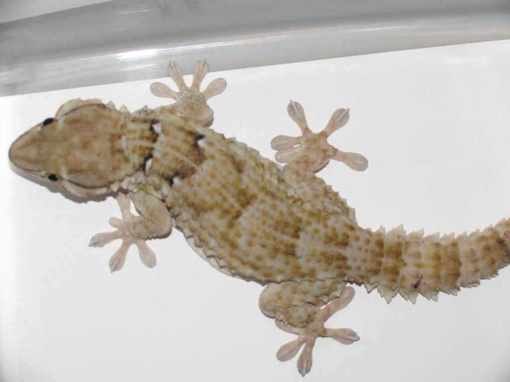 Unknown Gecko