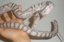 Female (Pic 1)