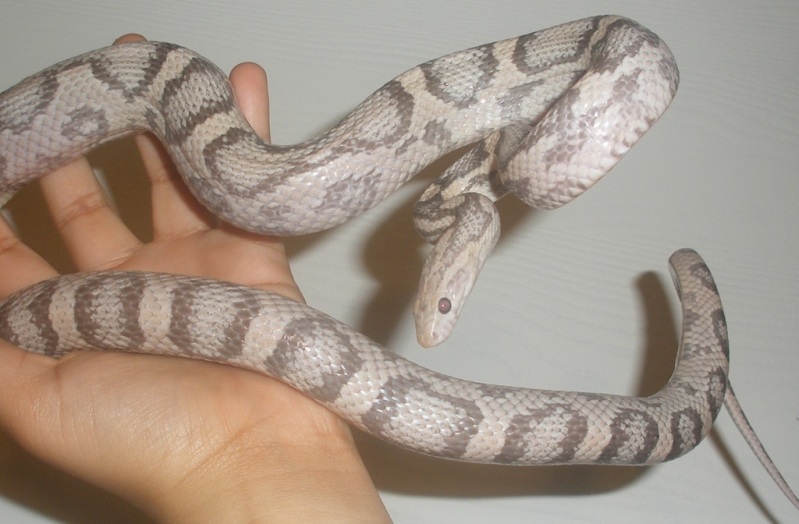 Female (Pic 1)