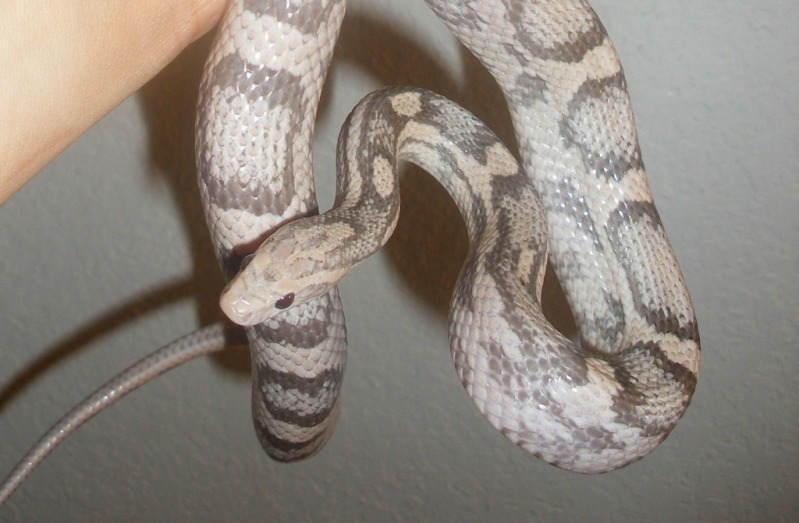 Female (Pic 2)
