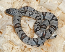 Male Grey