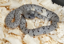 Female Grey