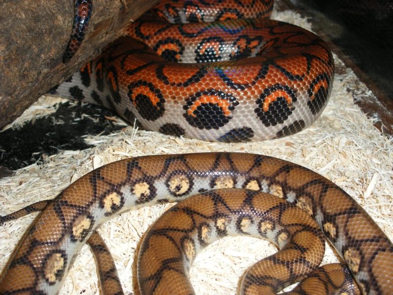 Comparison