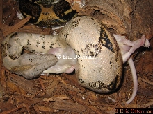 Bessie Constricting