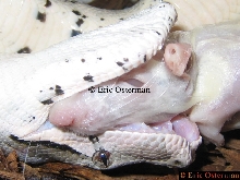 Eating Rat
