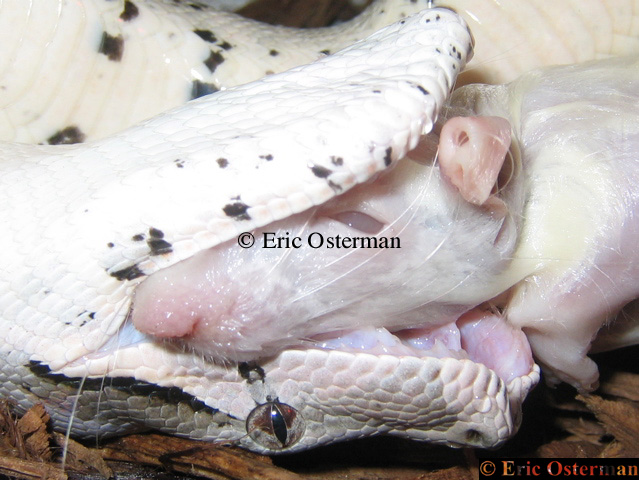 Eating Rat