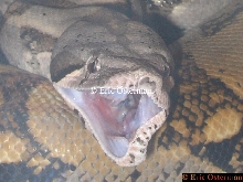 Half Yawn