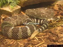 Pacific Rattlesnake