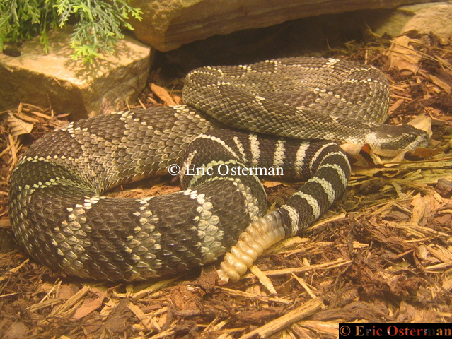 Pacific Rattlesnake