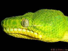 Corallus caninus