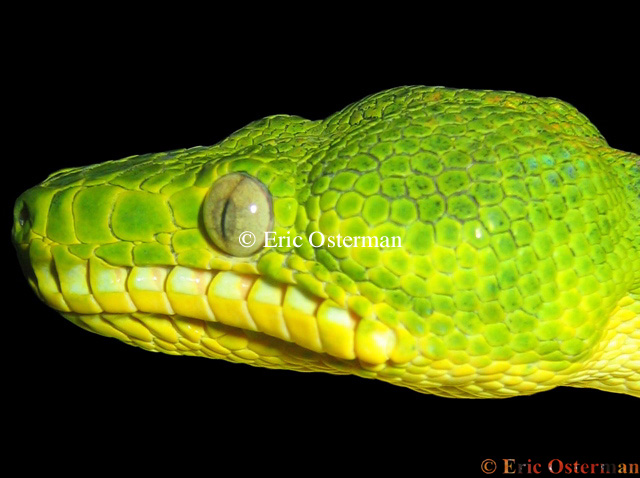 Corallus caninus