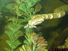 Erpeton tentaculatum