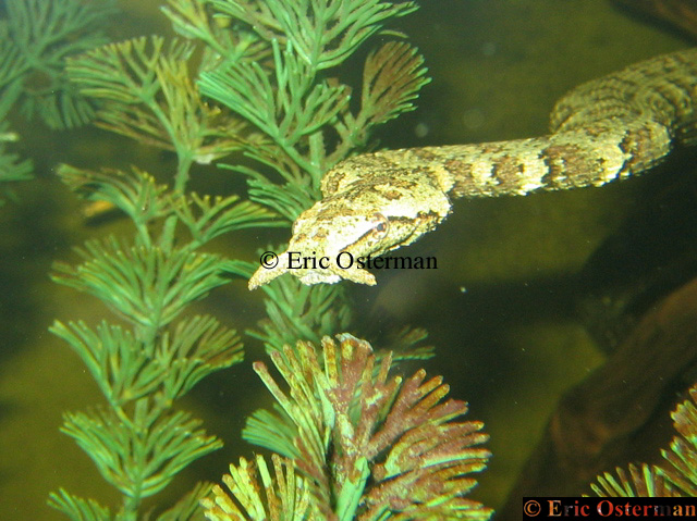 Erpeton tentaculatum