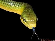 Red-tailed Racer