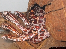 My Pet Hydra
