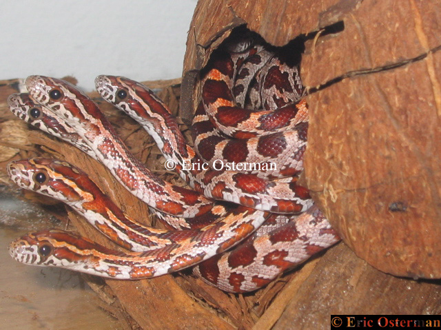 My Pet Hydra